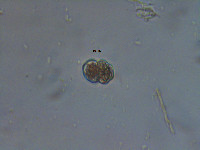 Image of Cosmarium trilobulatum