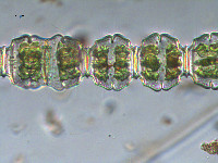 Image of Desmidium coarctatum