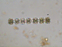 Image of Desmidium graciliceps