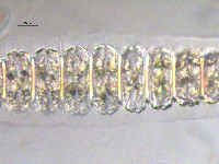 Desmidium grevellii image