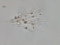 Dinobryon sertularia image