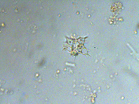 Image of Ducellieria chodatii