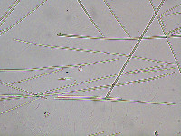 Image of Fusola viridis