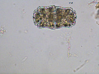 Euastrum crassum image
