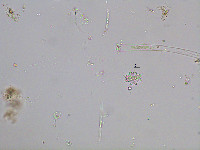 Euastrum cuspidatum image