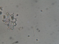Euastrum cuspidatum image