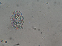 Image of Euastrum elegans