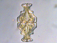 Euastrum humerosum image