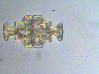 Euastrum humerosum image