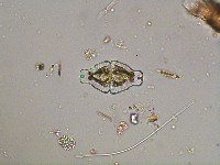 Image of Euastrum ansatum