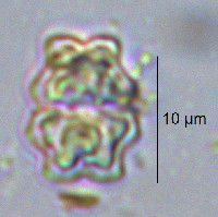 Euastrum binale image