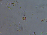 Euastrum binale image