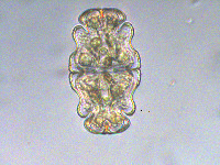 Euastrum crassum image