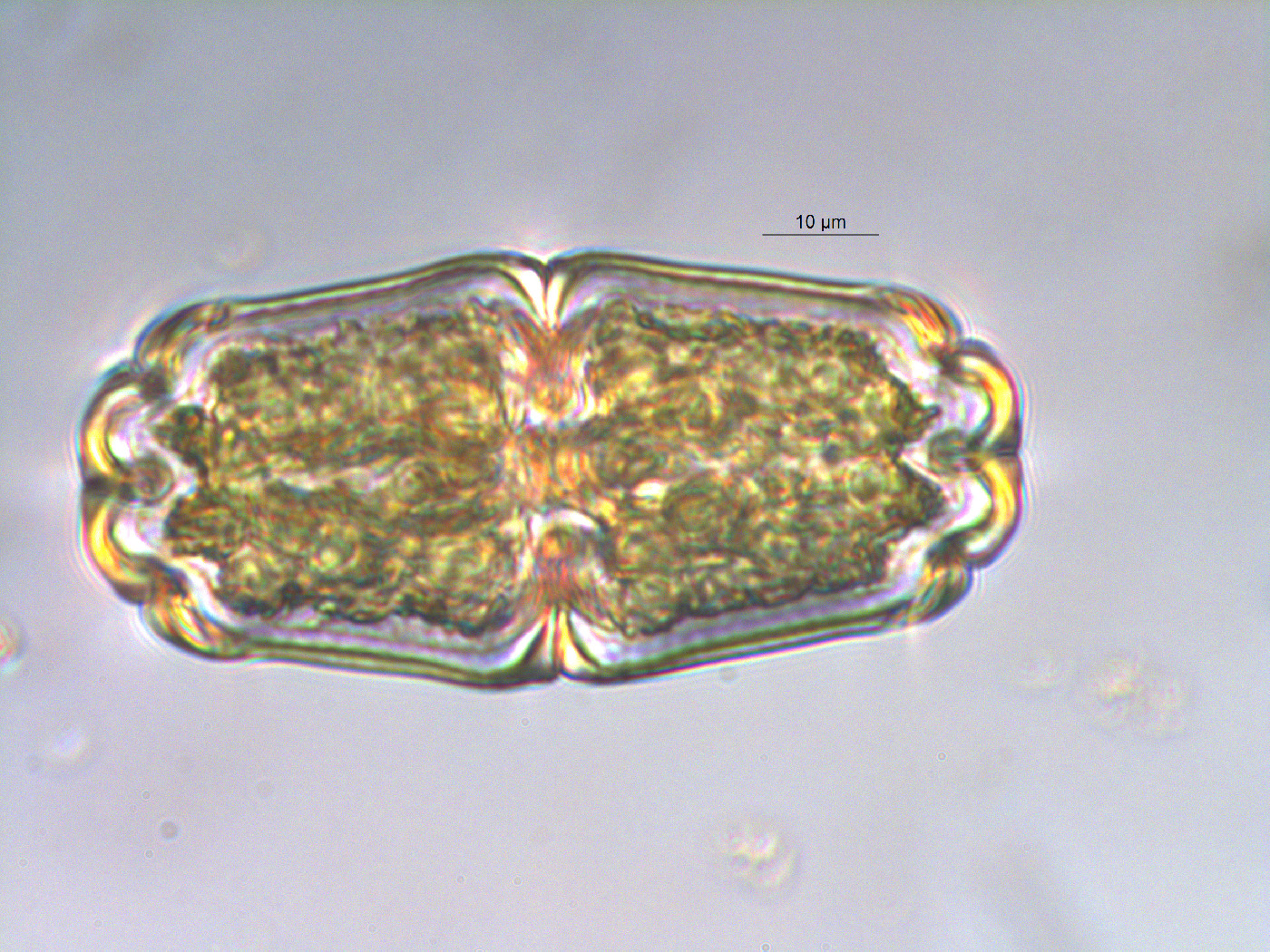 Euastrum crassum var. microcephalum image