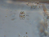 Image of Euastrum amoenum