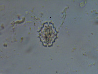 Image of Euastrum divaricatum