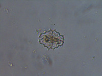 Euastrum divaricatum image