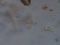Euastrum elegans image