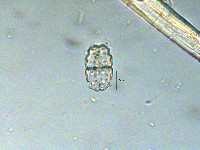 Euastrum elegans image