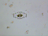 Image of Euastrum humerosum