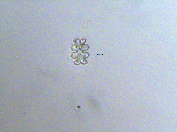 Image of Euastrum quadrilobum