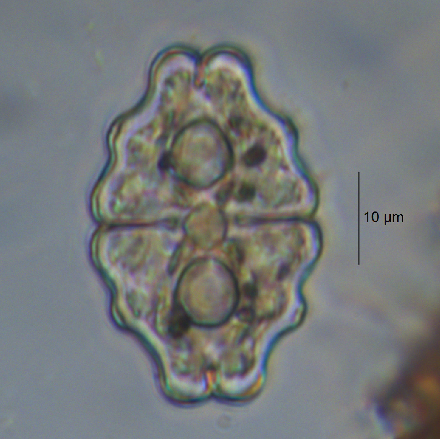 Euastrum sinuosum var. scrobiculatum image