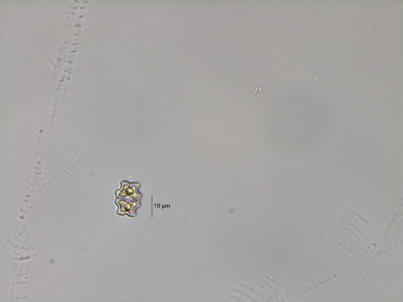 Euastrum sublobatum image