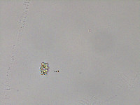 Image of Euastrum sublobatum