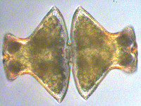 Image of Euastrum wollei