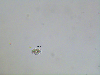 Image of Euastrum fissum