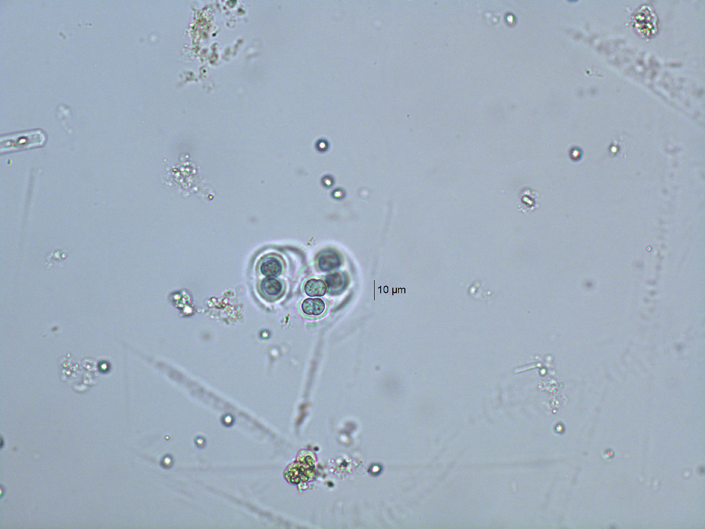 Eucapsis image