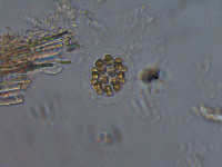 Eudorina elegans image