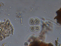 Image of Gloeocystis major