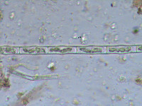 Groenbladia bourrellyi var. elongata image