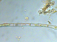 Groenbladia bourrellyi var. elongata image