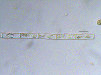 Groenbladia bourrellyi image
