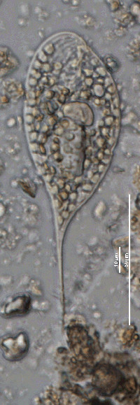 Image of Phacus elegans