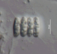 Desmodesmus bicaudatus image