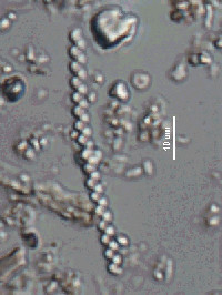 Image of Spirulina major