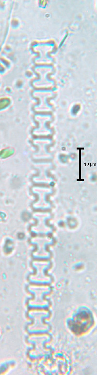 Spondylosium planum image