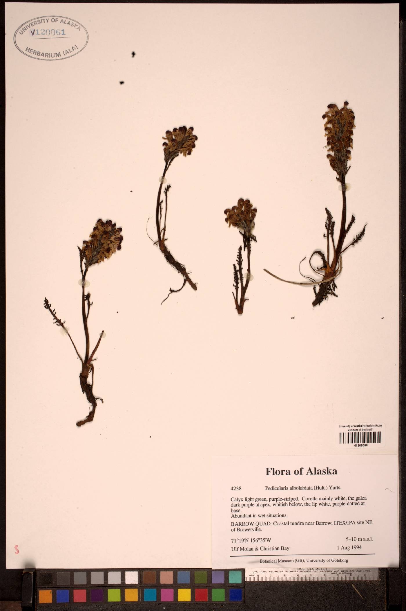 Pedicularis sudetica subsp. albolabiata image