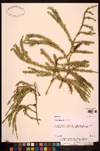 Image of Lycopodium annotinum
