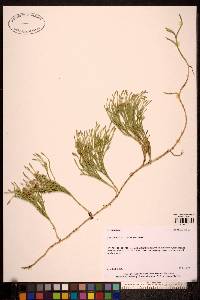 Lycopodium complanatum image