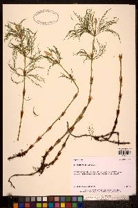 Image of Equisetum sylvaticum