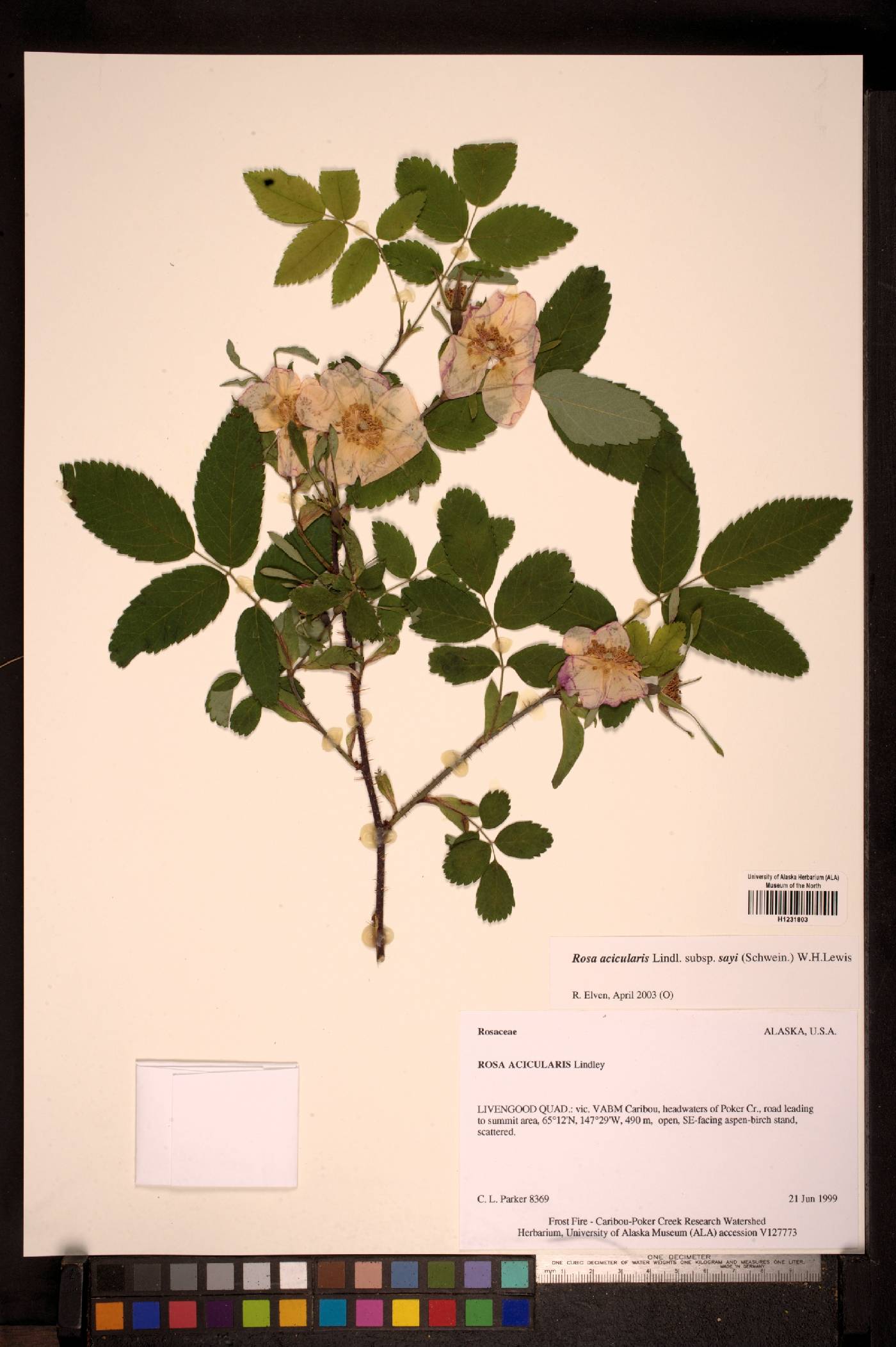 Rosa acicularis image