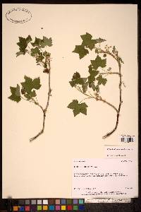 Image of Ribes hudsonianum