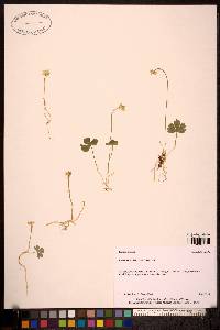 Image of Ranunculus lapponicus