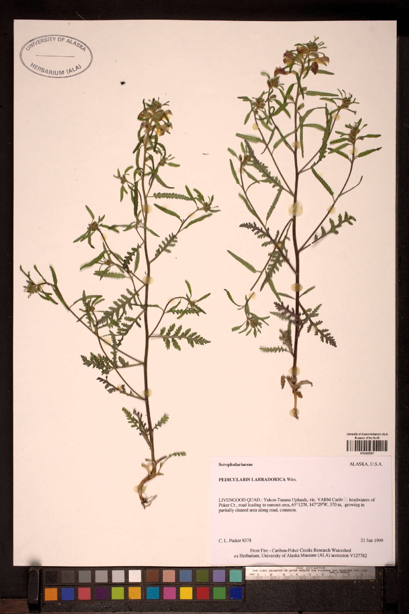 Pedicularis labradorica image