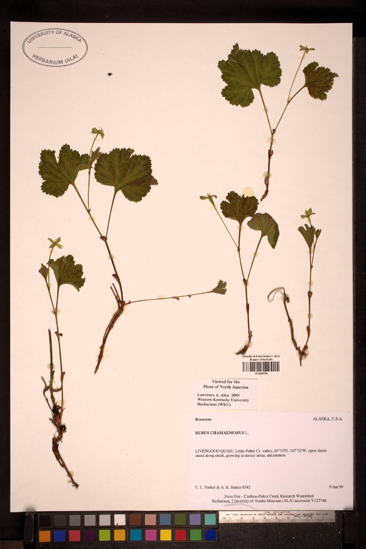 Rubus chamaemorus image