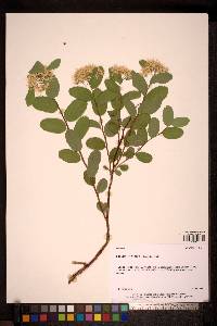 Spiraea betulifolia var. aemiliana image